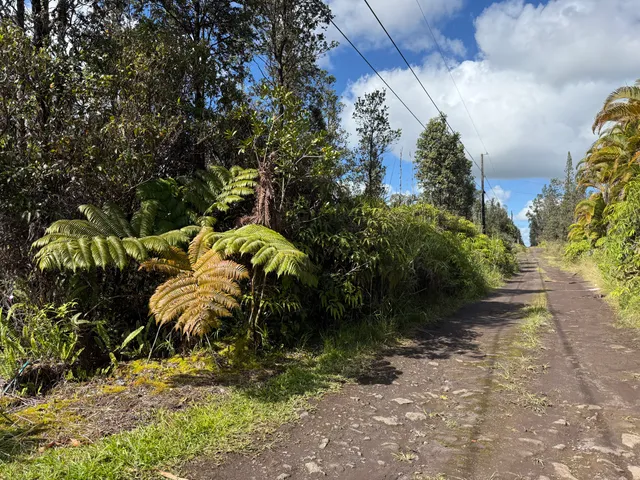 a view of a yard with plants and trees