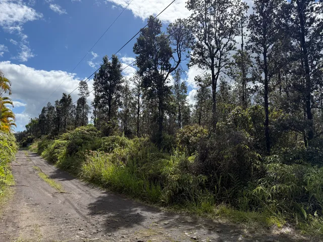 a view of a yard with plants and trees