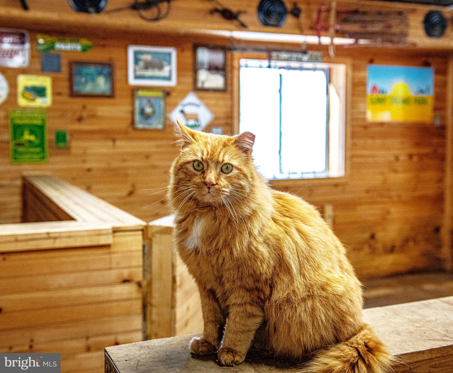 1221 Prospect Mill Road Bel Air, MD 21015 - Photo 53 of 81 Frank, the barn cat
