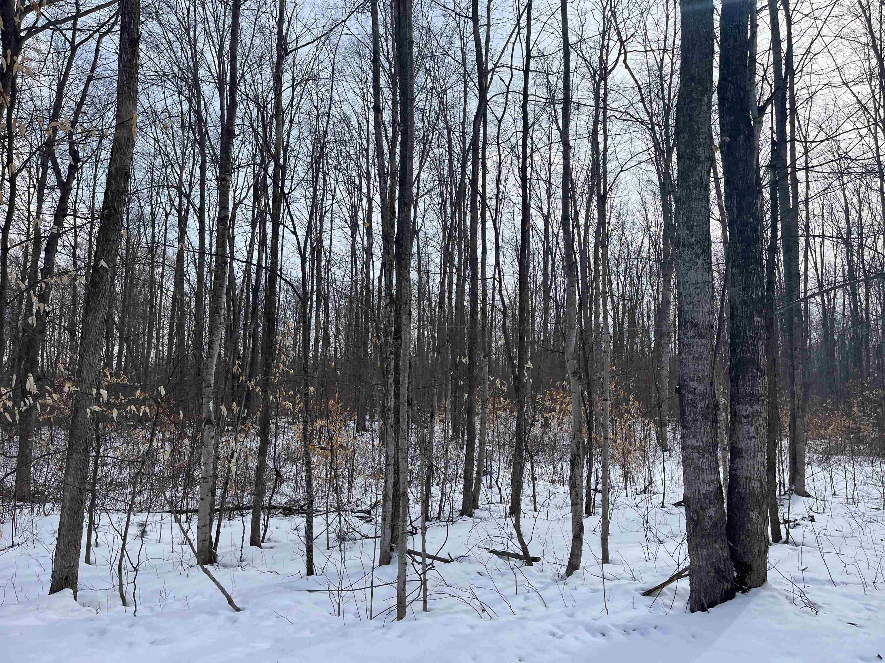 2 King Road, Unit LOT: 2 Benzonia, MI 49616 - Photo 9 of 14