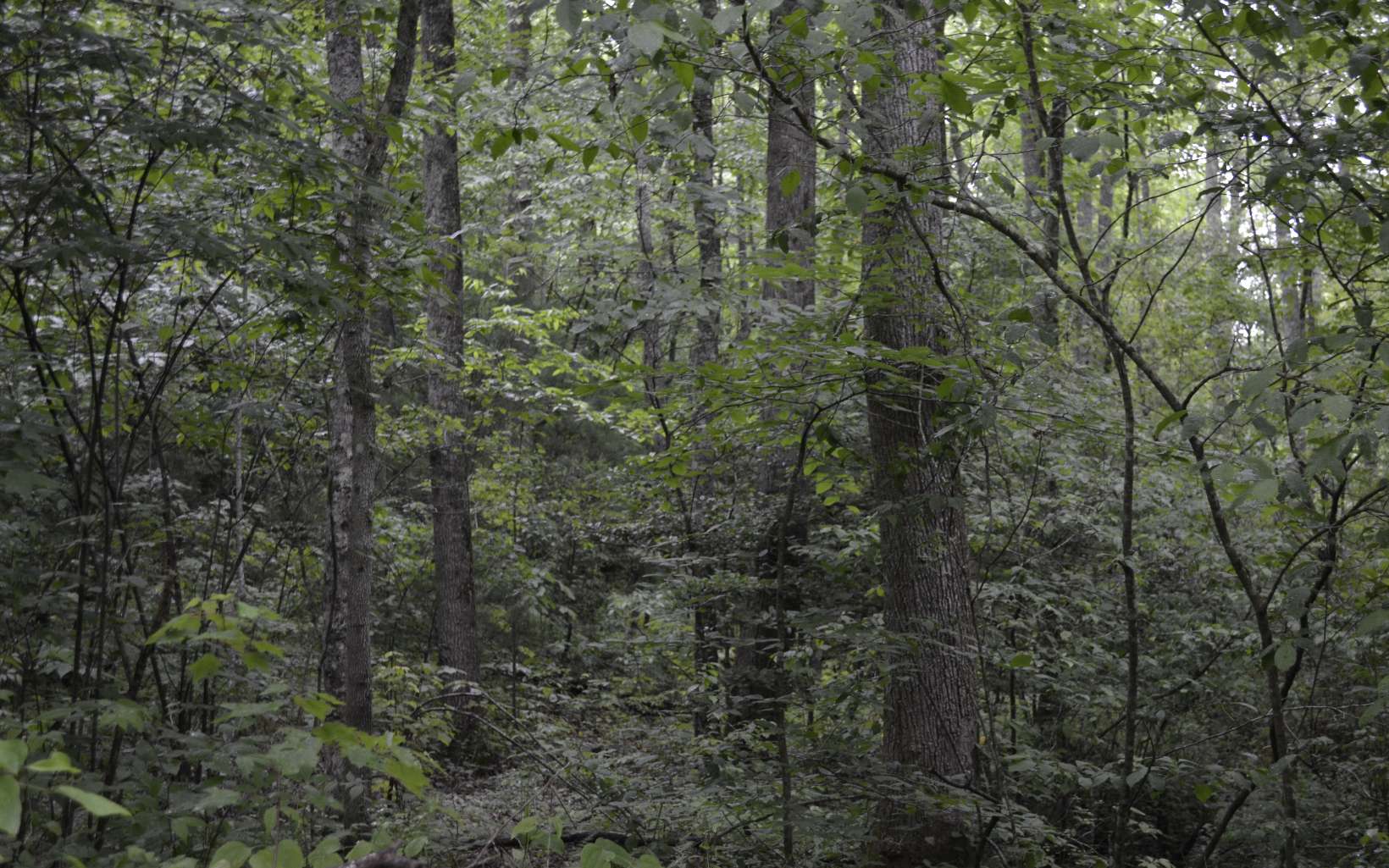 Craigtown Road Ellijay, GA 30540 - Photo 3 of 4 Additional View