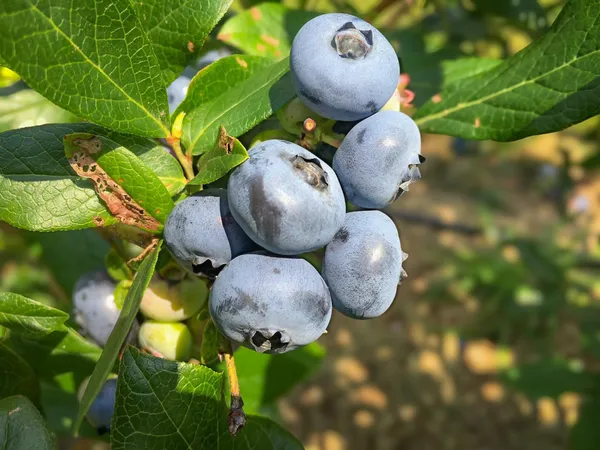 $275,000 | 129 Ranger Road, Rochester, VT 05767