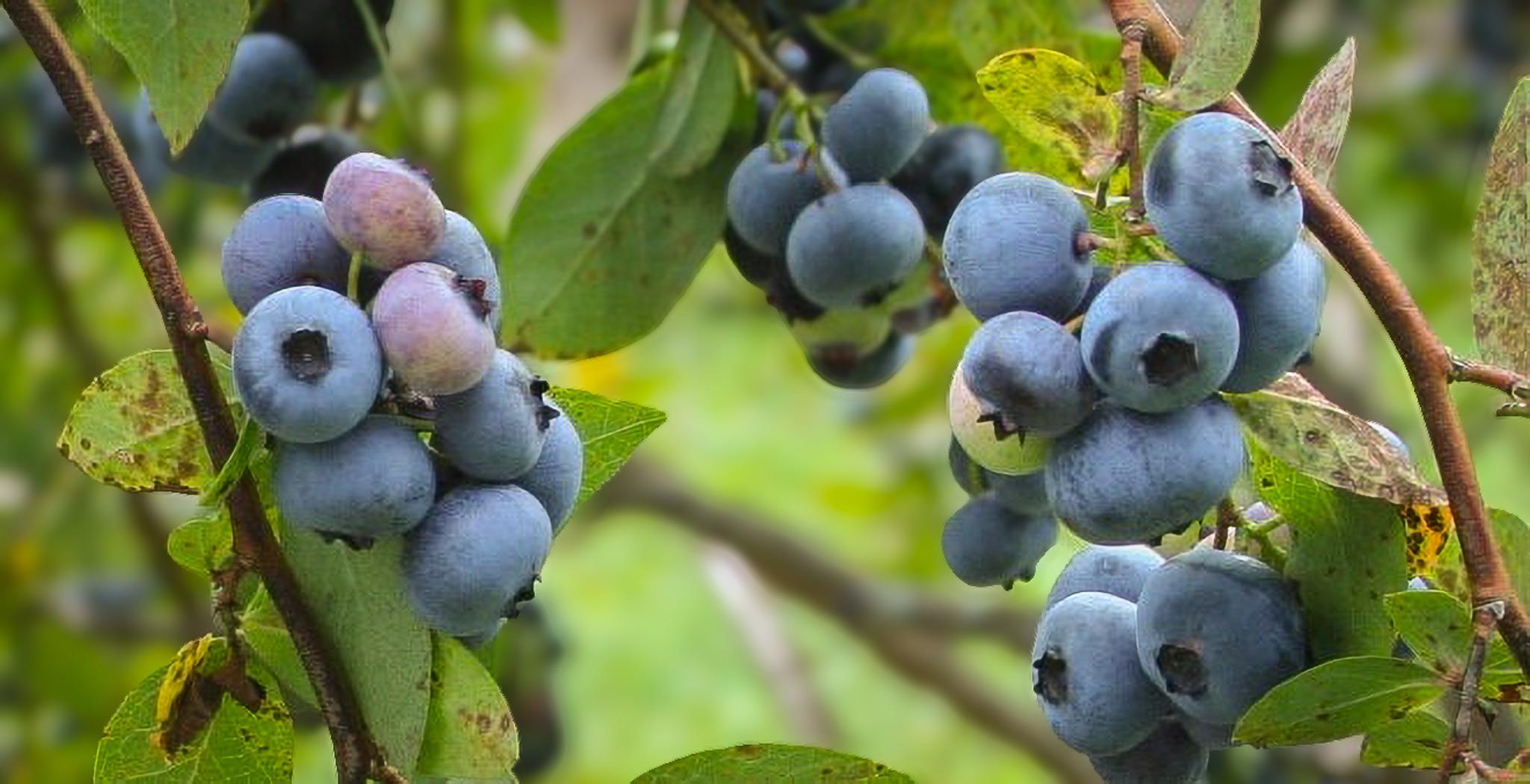 129 Ranger Road Rochester, VT 05767 - Photo 26 of 50