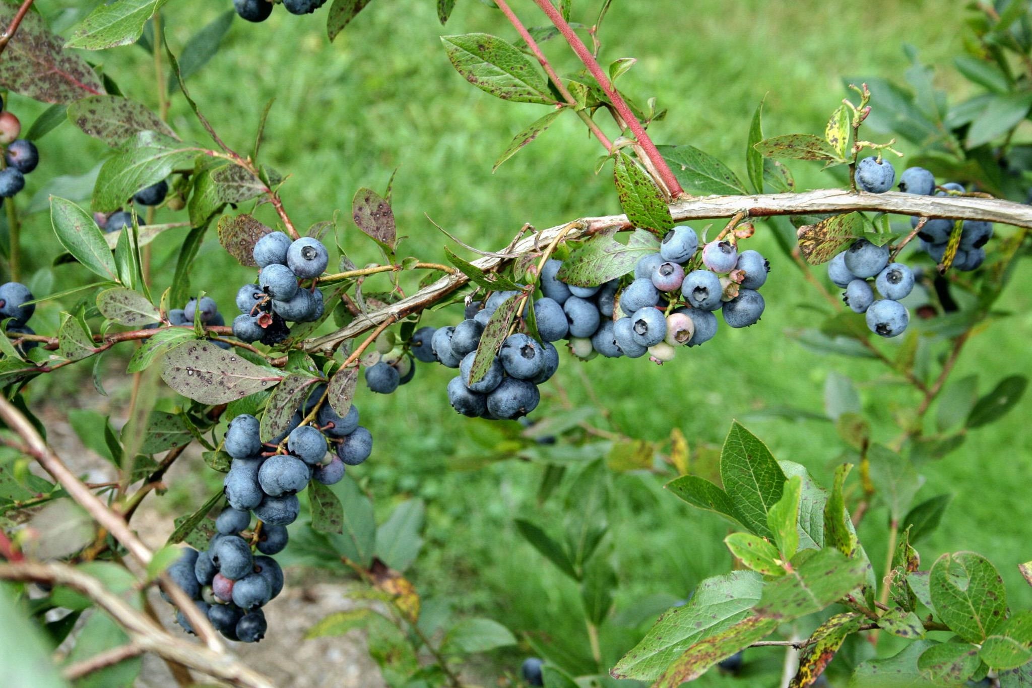 129 Ranger Road Rochester, VT 05767 - Photo 27 of 50