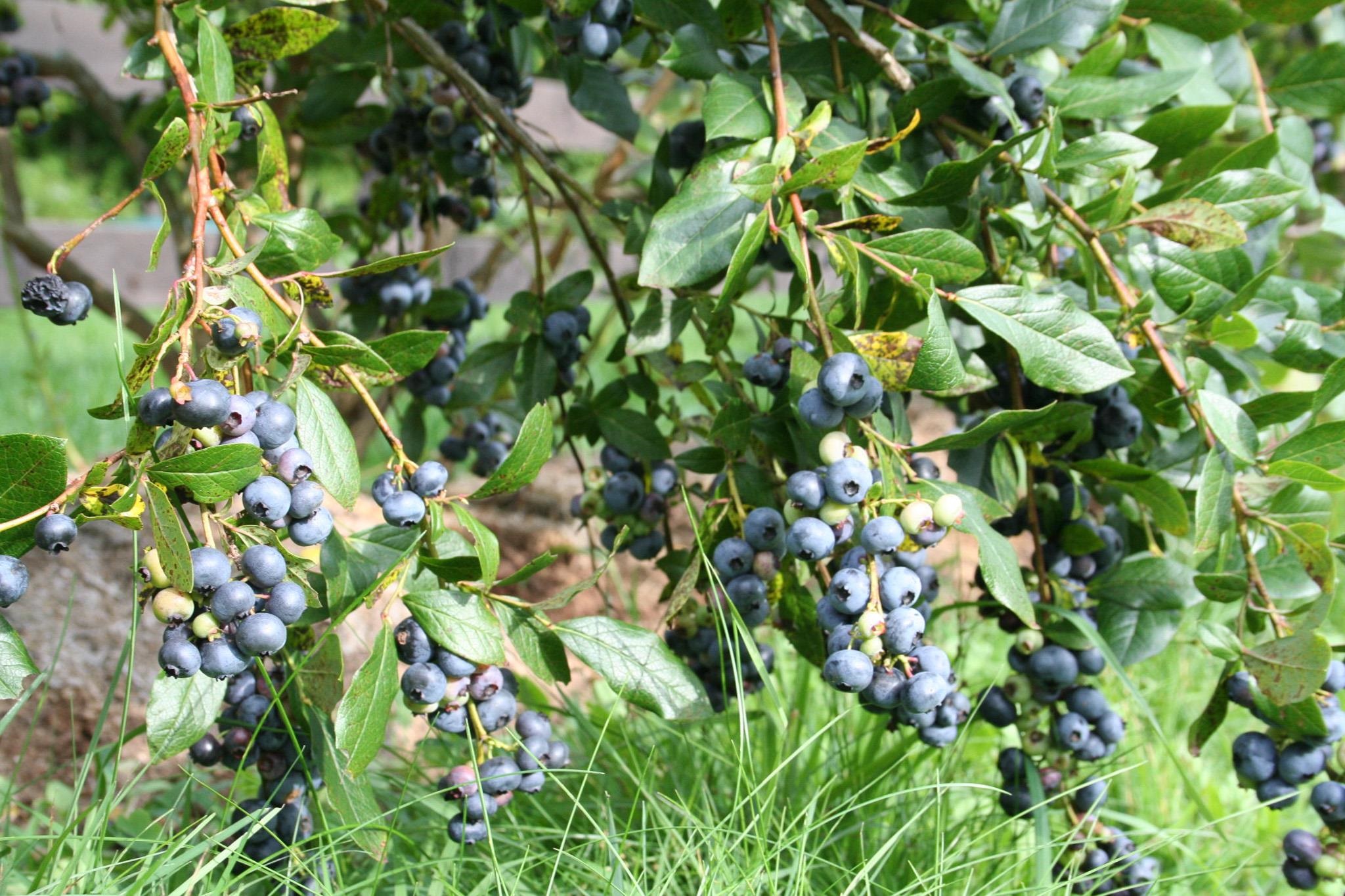 129 Ranger Road Rochester, VT 05767 - Photo 28 of 50