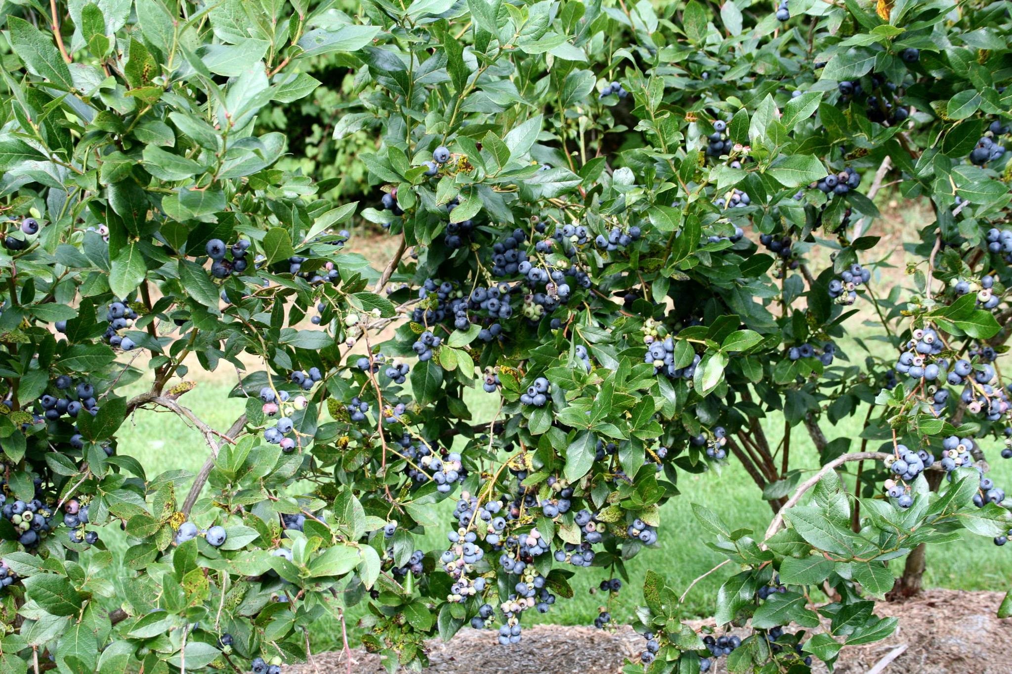 129 Ranger Road Rochester, VT 05767 - Photo 29 of 50