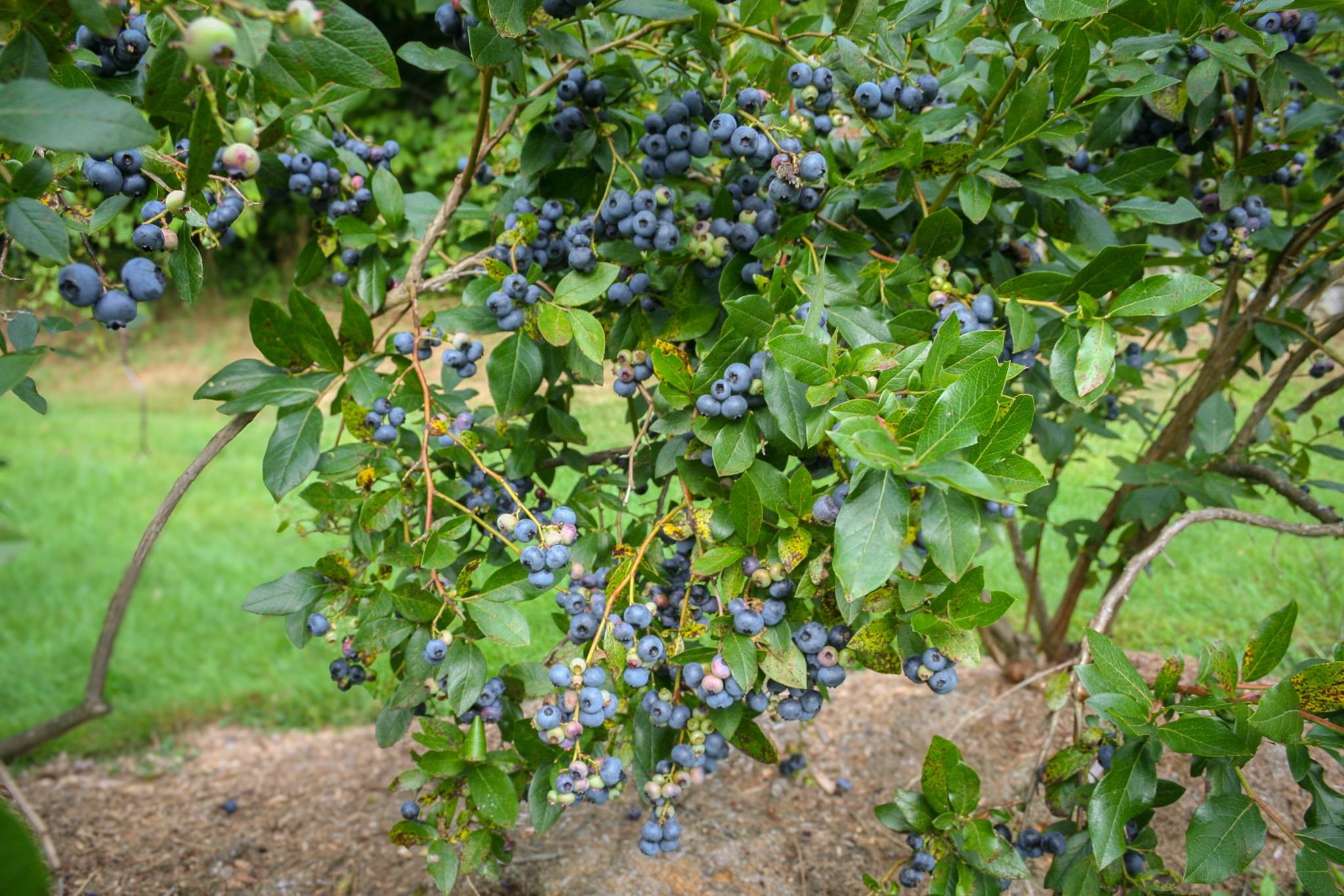 129 Ranger Road Rochester, VT 05767 - Photo 30 of 50