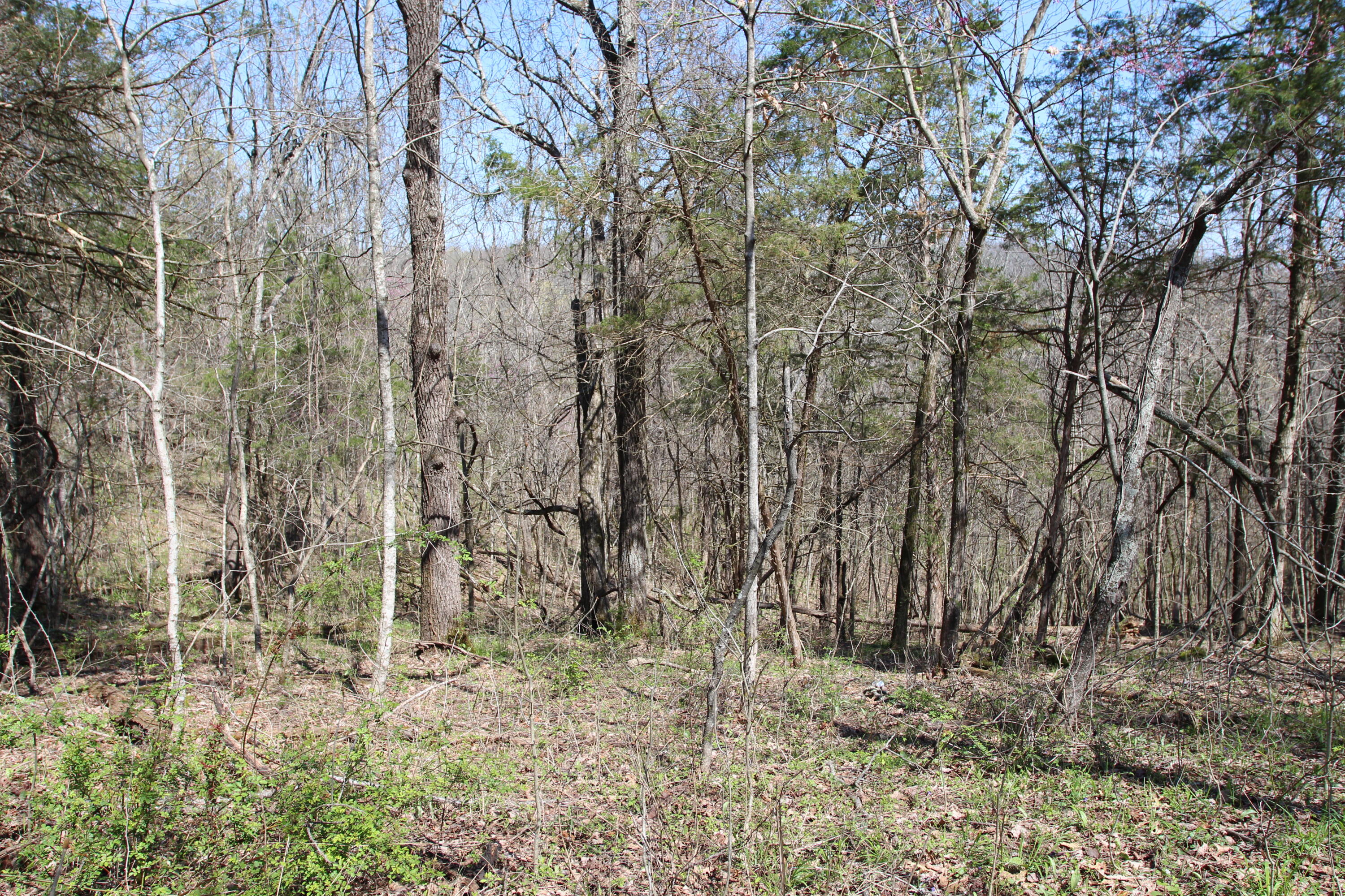 127 Owenton Road Owenton, KY 40359 - Photo 7 of 33 1- land owen county (6)