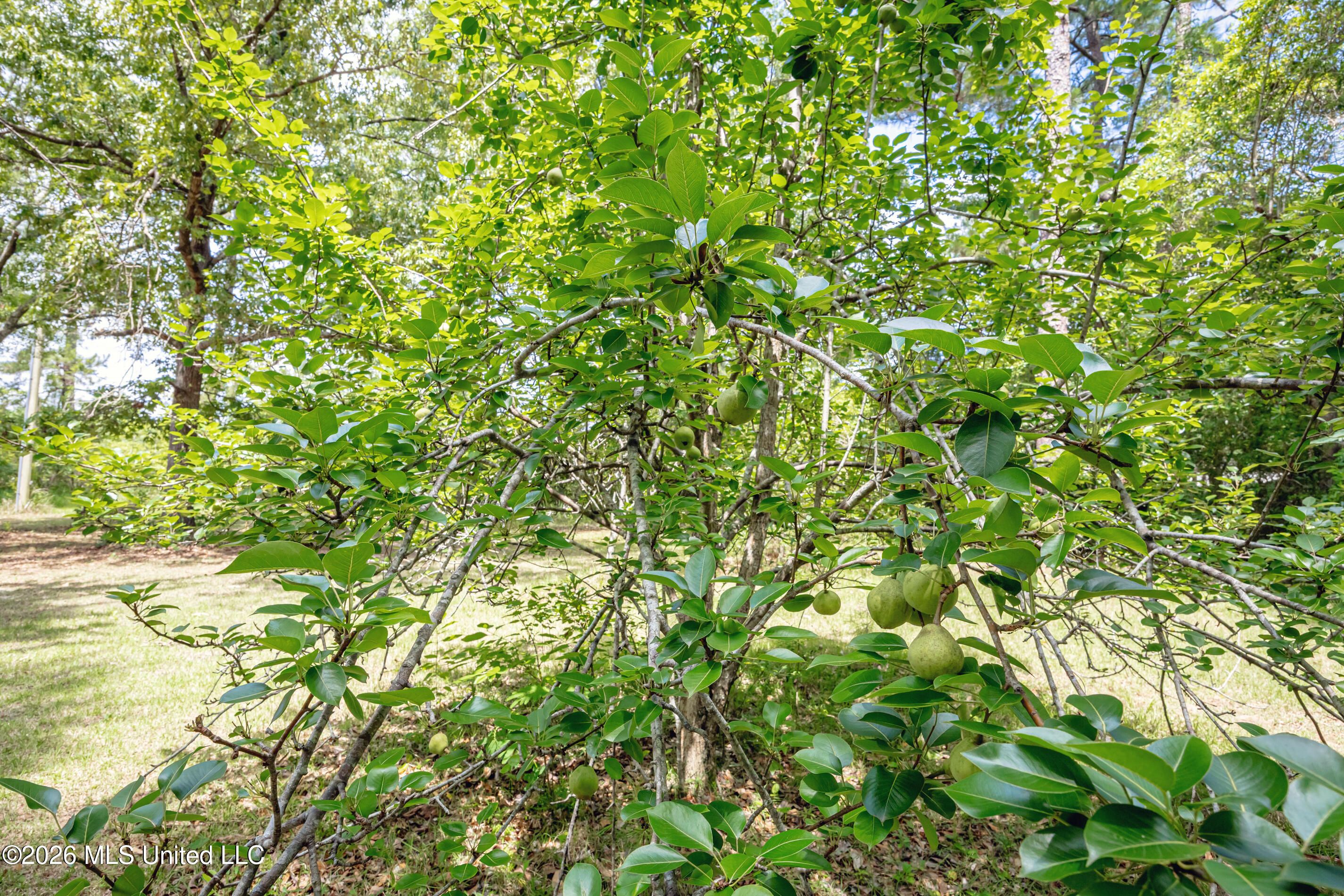 15608 Stanley Road Vancleave, MS 39565 - Photo 48 of 61 IMG_1181