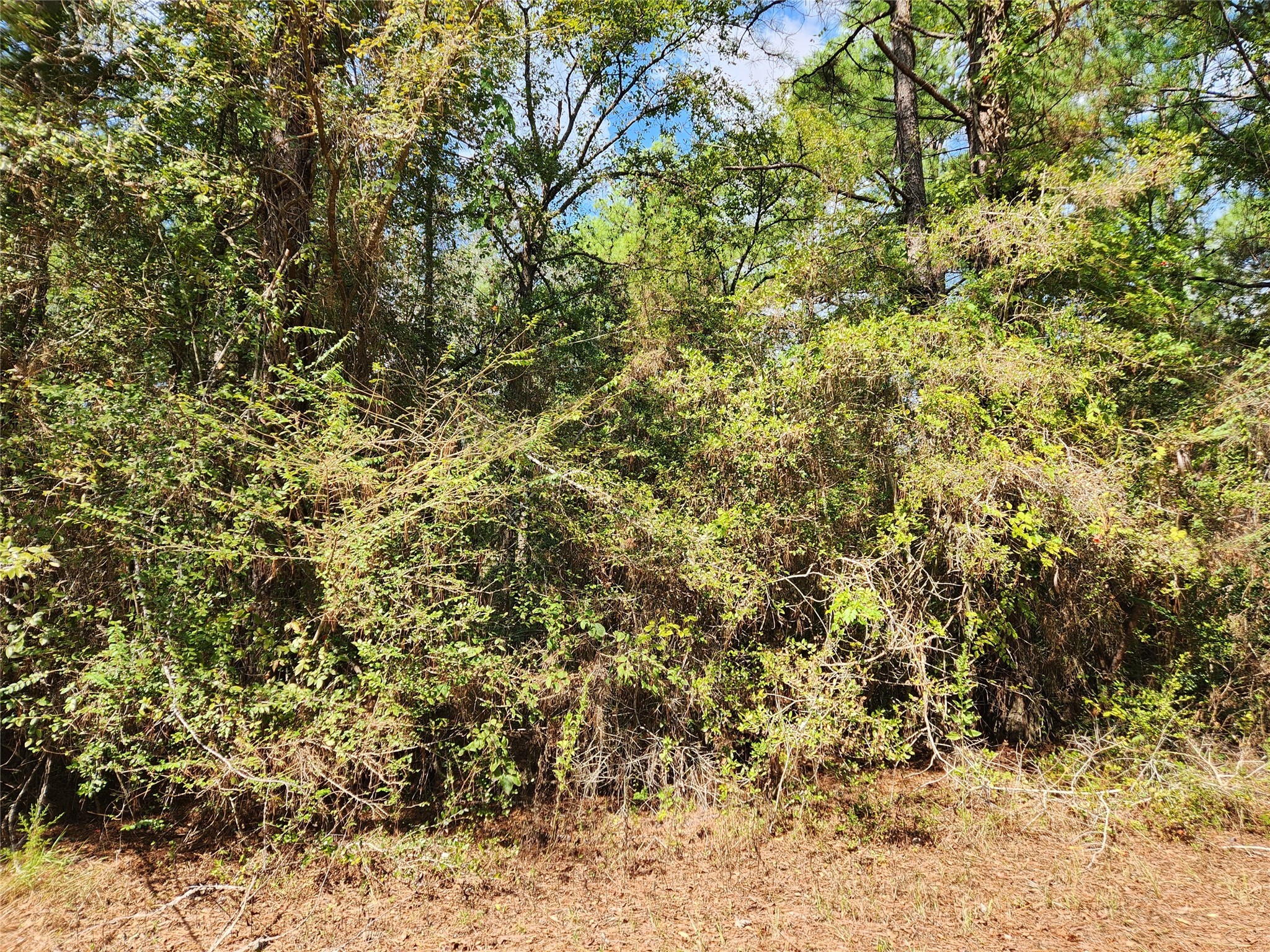 29044 Red Fox Drive Hempstead, TX 77445 - Photo 25 of 27 a view of a yard