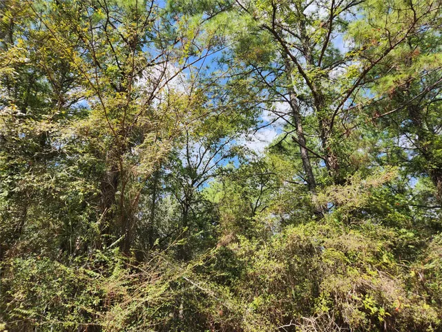 a view of a tree in a yard