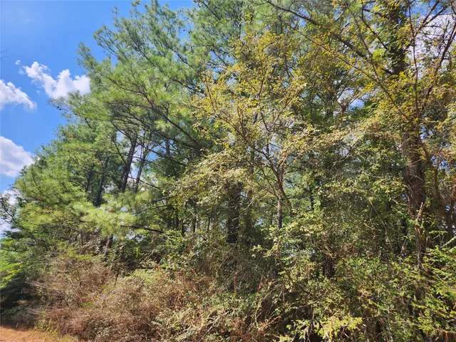 a view of a tree with a yard