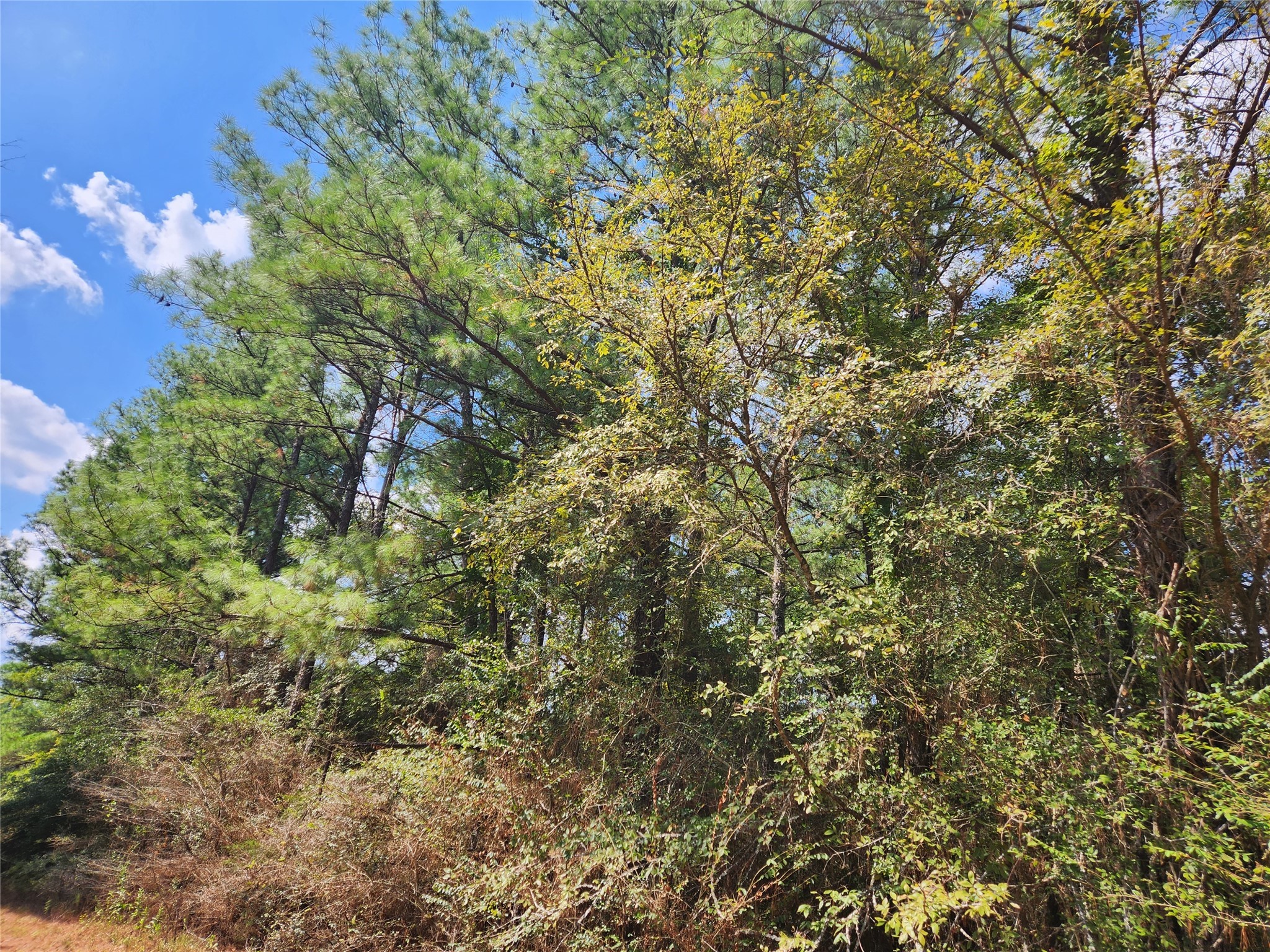 29044 Red Fox Drive Hempstead, TX 77445 - Photo 27 of 27 a view of a tree with a yard