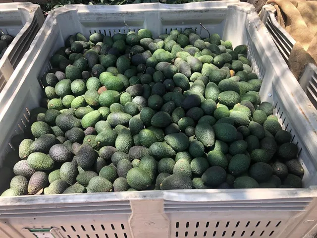 $2,975,000 | 3160 Slivkoff Drive, Escondido, CA 92027