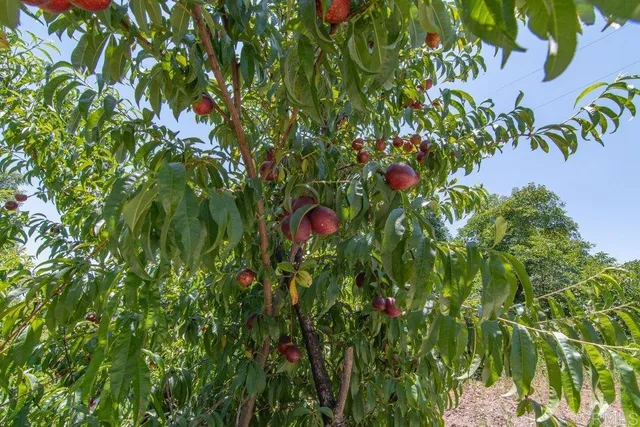 $2,975,000 | 3160 Slivkoff Drive, Escondido, CA 92027