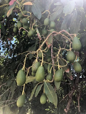 $2,975,000 | 3160 Slivkoff Drive, Escondido, CA 92027