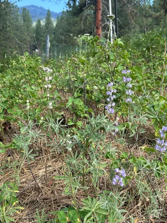 $214,000 | Tbd Tbd White Pine Garden Valley, Garden Valley, ID 83622