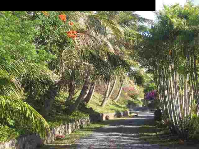 1390 Kokomo Road Haiku, HI 96708 - Photo 11 of 30 a view of park along with trees