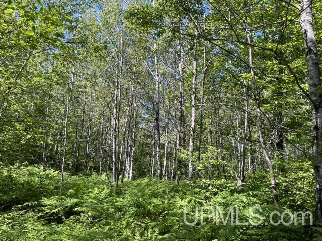 40-acres New DNR Road Crystal Falls, MI 49920 - Photo 40 of 46