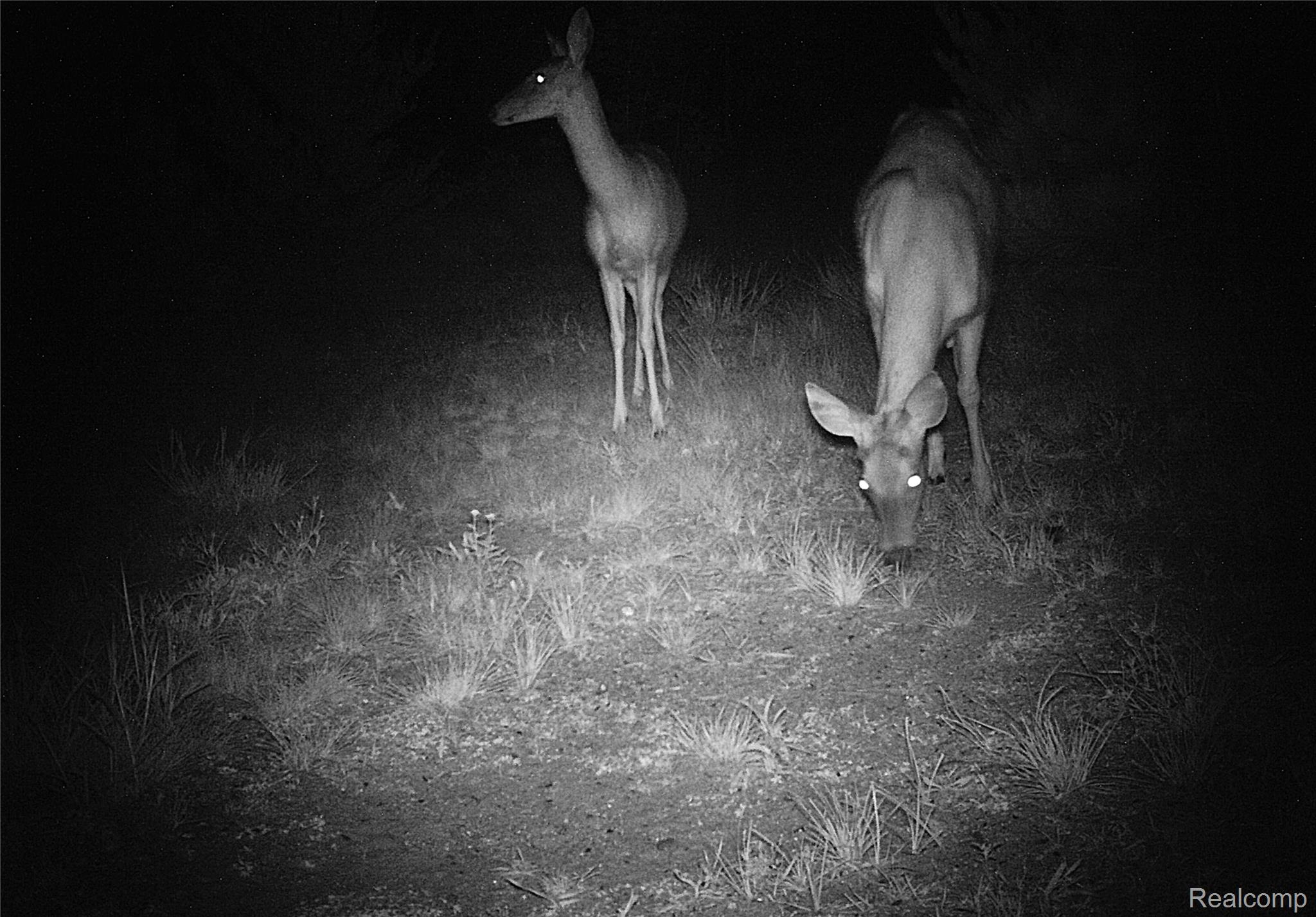 10456 Austin Road St. Helen, MI 48656 - Photo 21 of 24 Wildlife caught on camera in back yard
