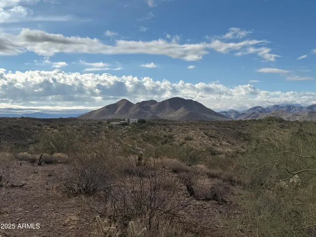 a picture of a tree with a yard