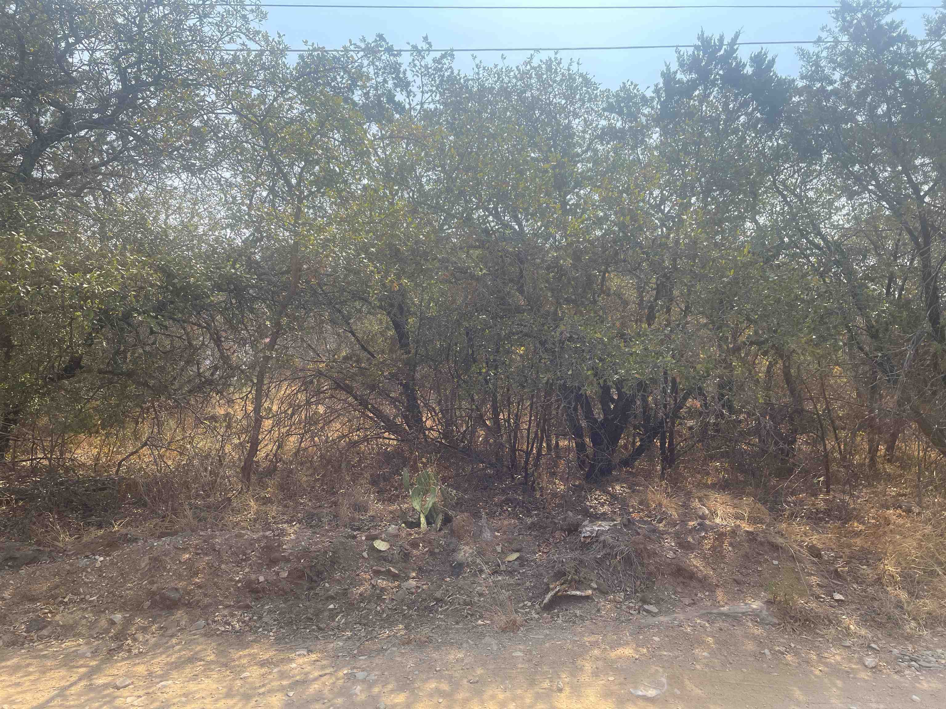 0 Radium Drive Burnet, TX 78611 - Photo 4 of 4 a view of a forest with trees in the background