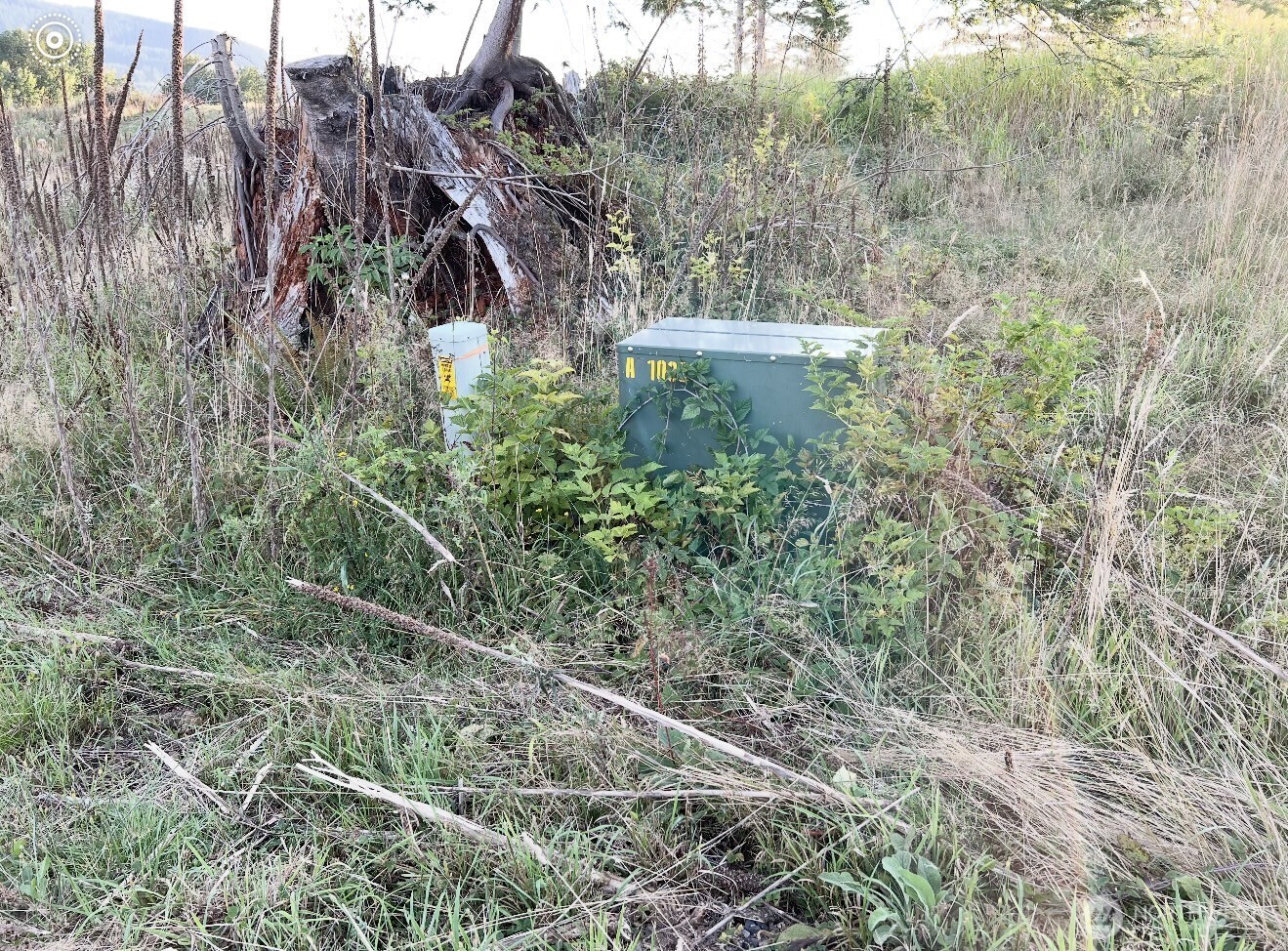 195 Hagen Road, Unit 82 Mossyrock, WA 98564 - Photo 3 of 4 a view of a forest with a forest