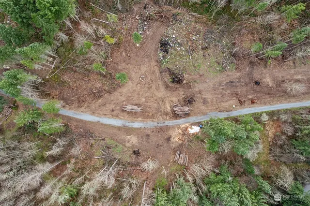 a view of a forest with a tree
