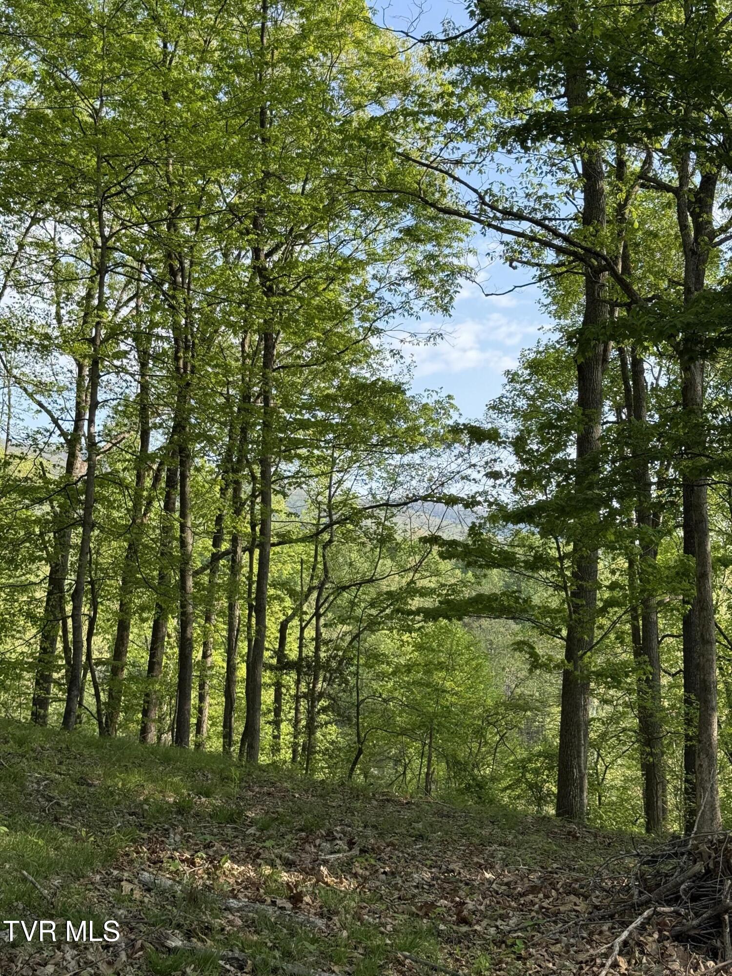 Tbd Bobs Hollow Road, Unit LOT 4 Elizabethton, TN 37643 - Photo 5 of 37 IMG_5236