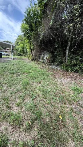 a view of a yard with plants and large trees