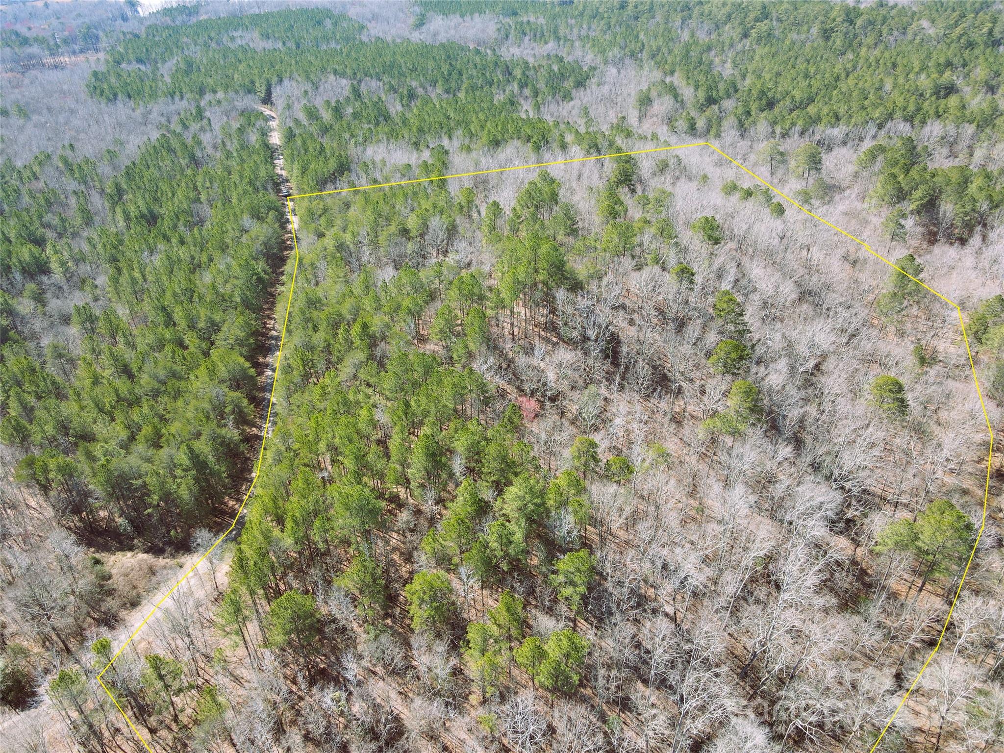 166 Wentworth Pass Rockingham, NC 28379 - Photo 11 of 27 a view of a forest with a tree