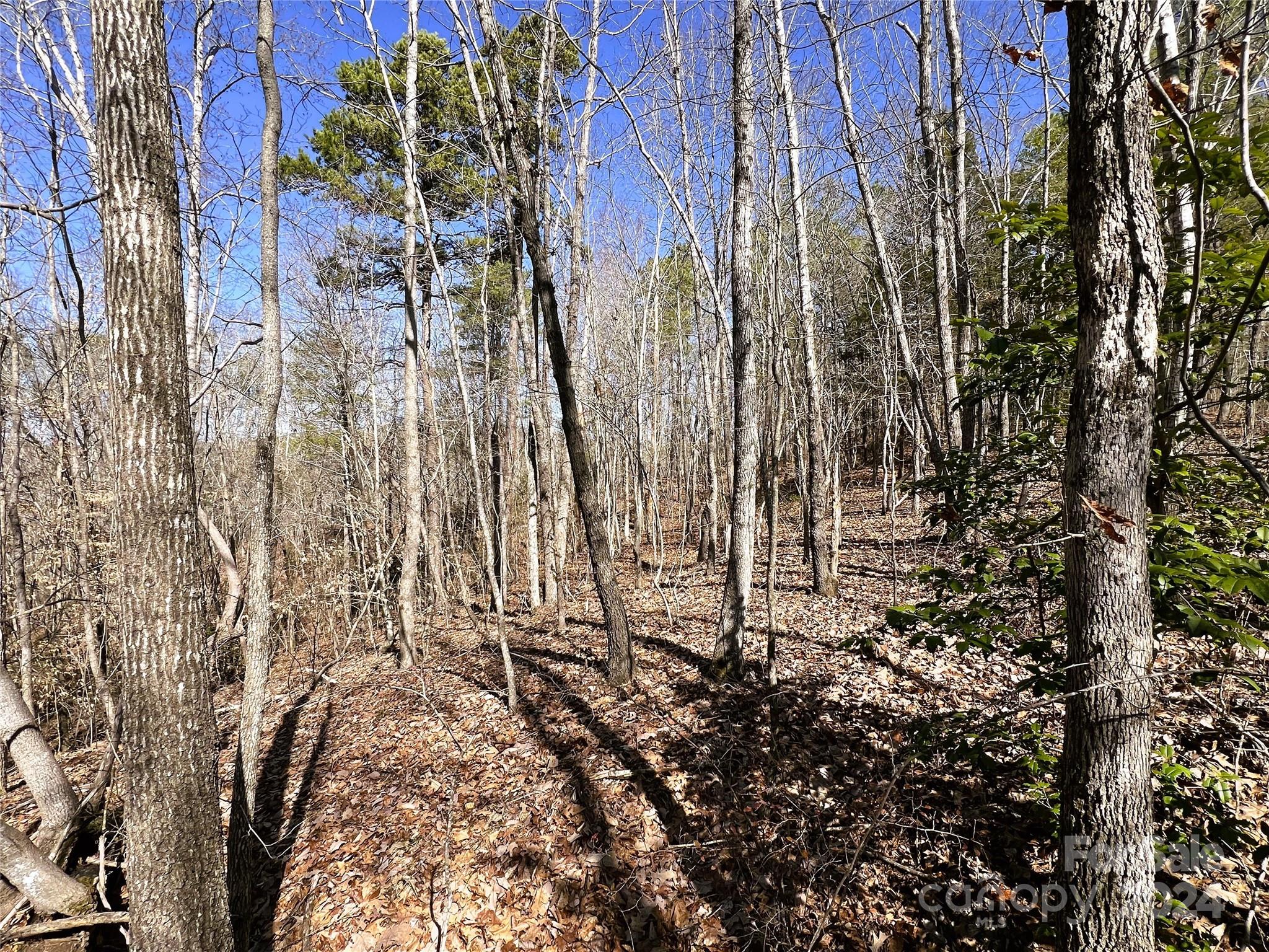 166 Wentworth Pass Rockingham, NC 28379 - Photo 17 of 27 a view of a yard with plants and trees