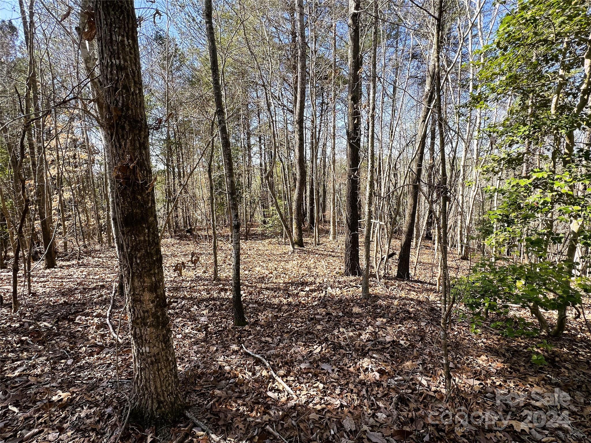 166 Wentworth Pass Rockingham, NC 28379 - Photo 23 of 27 a view of a forest filled with trees
