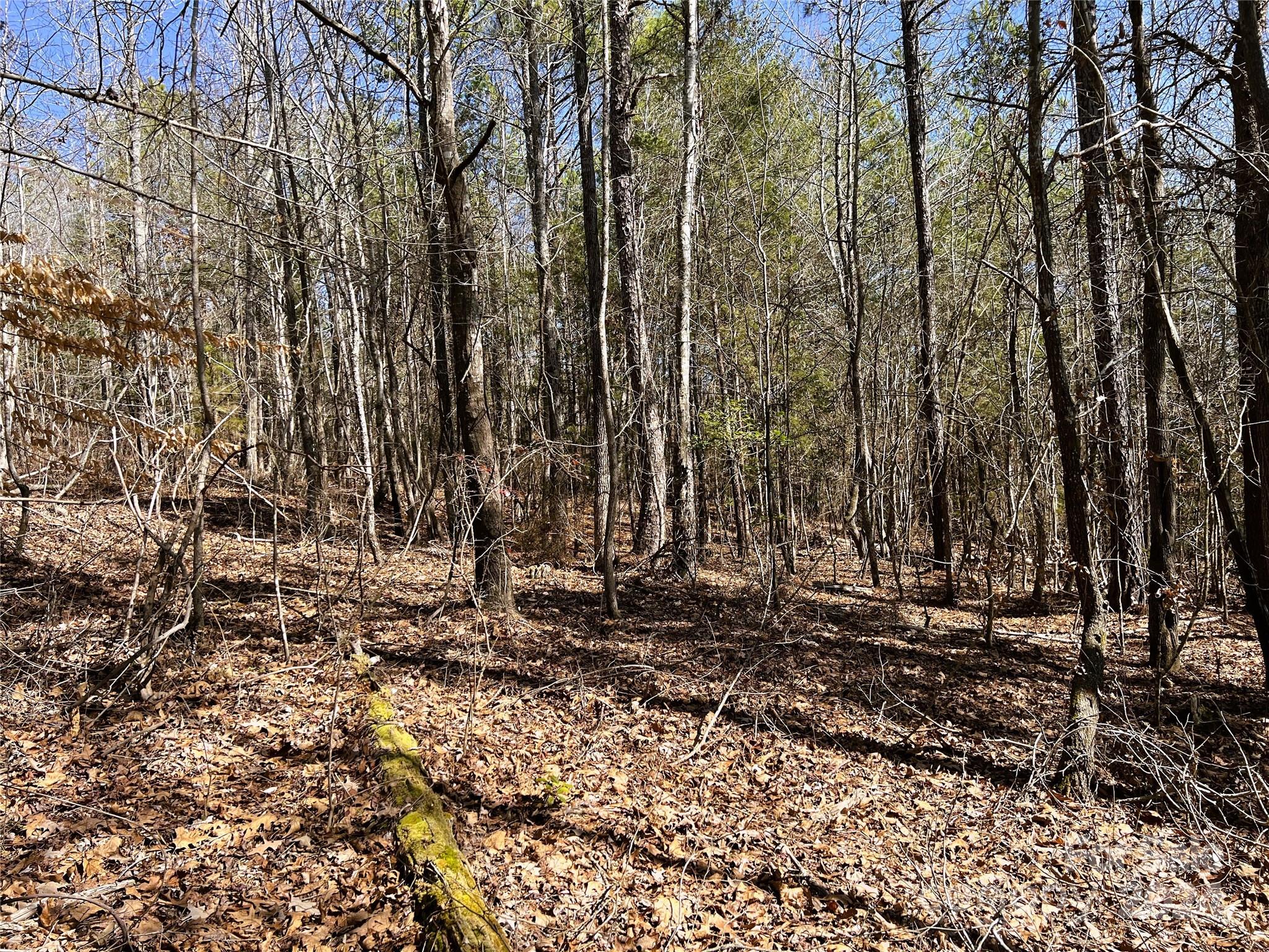 166 Wentworth Pass Rockingham, NC 28379 - Photo 26 of 27 a view of a backyard with trees