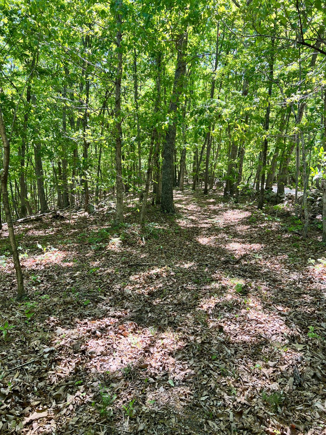 298 Braxton Ridge Road Amherst, VA 24521 - Photo 64 of 65 a big yard with lots of green space and deers