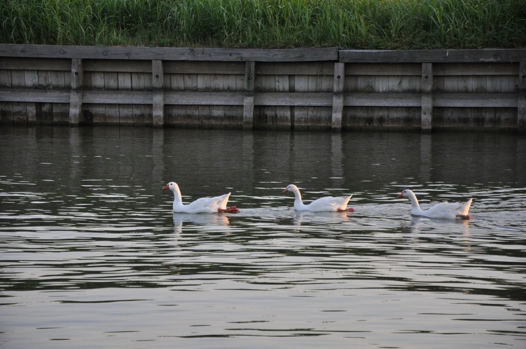 0 Walden Road Montgomery, TX 77356 - Photo 9 of 12 Steward Creek leading to Lake Conroe