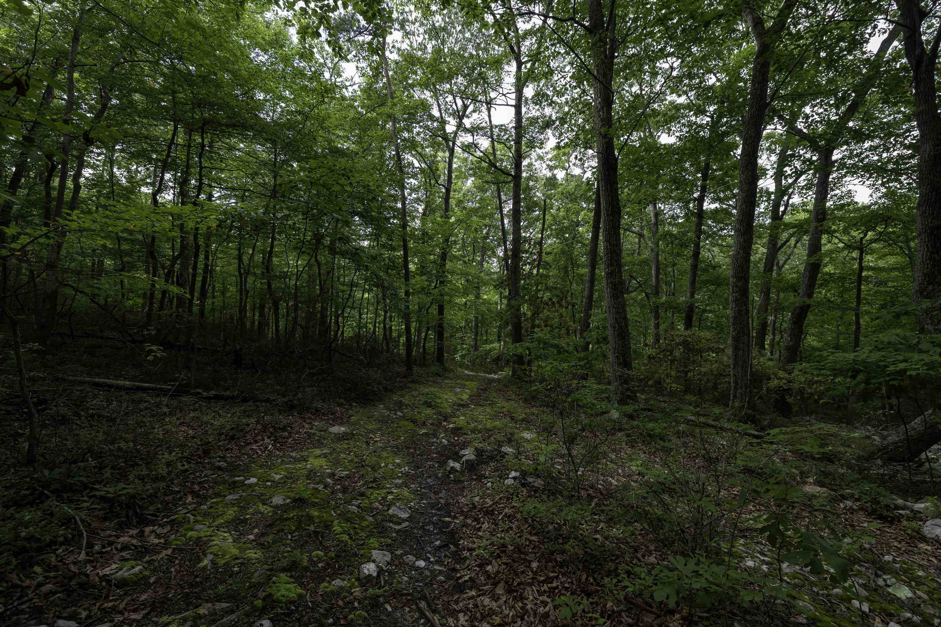 Lot 69 Ridge Road Luray, VA 22835 - Photo 8 of 27 Gallery Image 8