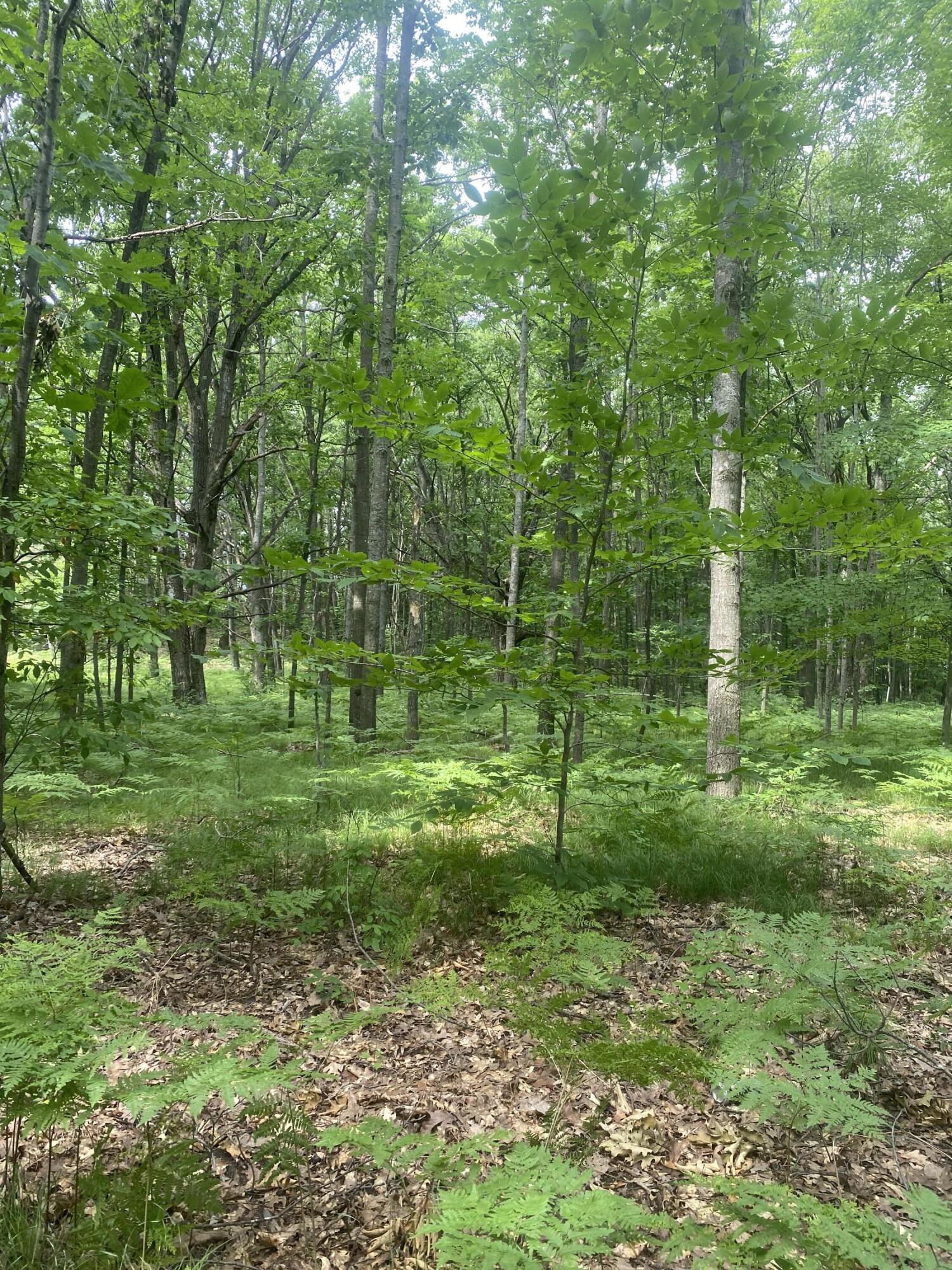 11550 North Sherman Road Lake, MI 48632 - Photo 5 of 10 IMG_4557