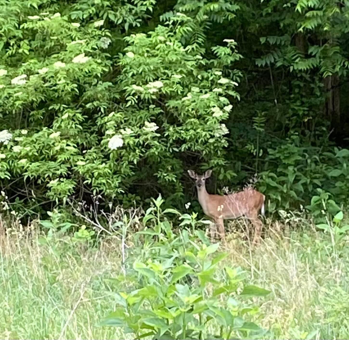141 Forester Drive Rising Fawn, GA 30738 - Photo 62 of 64 IMG_6751