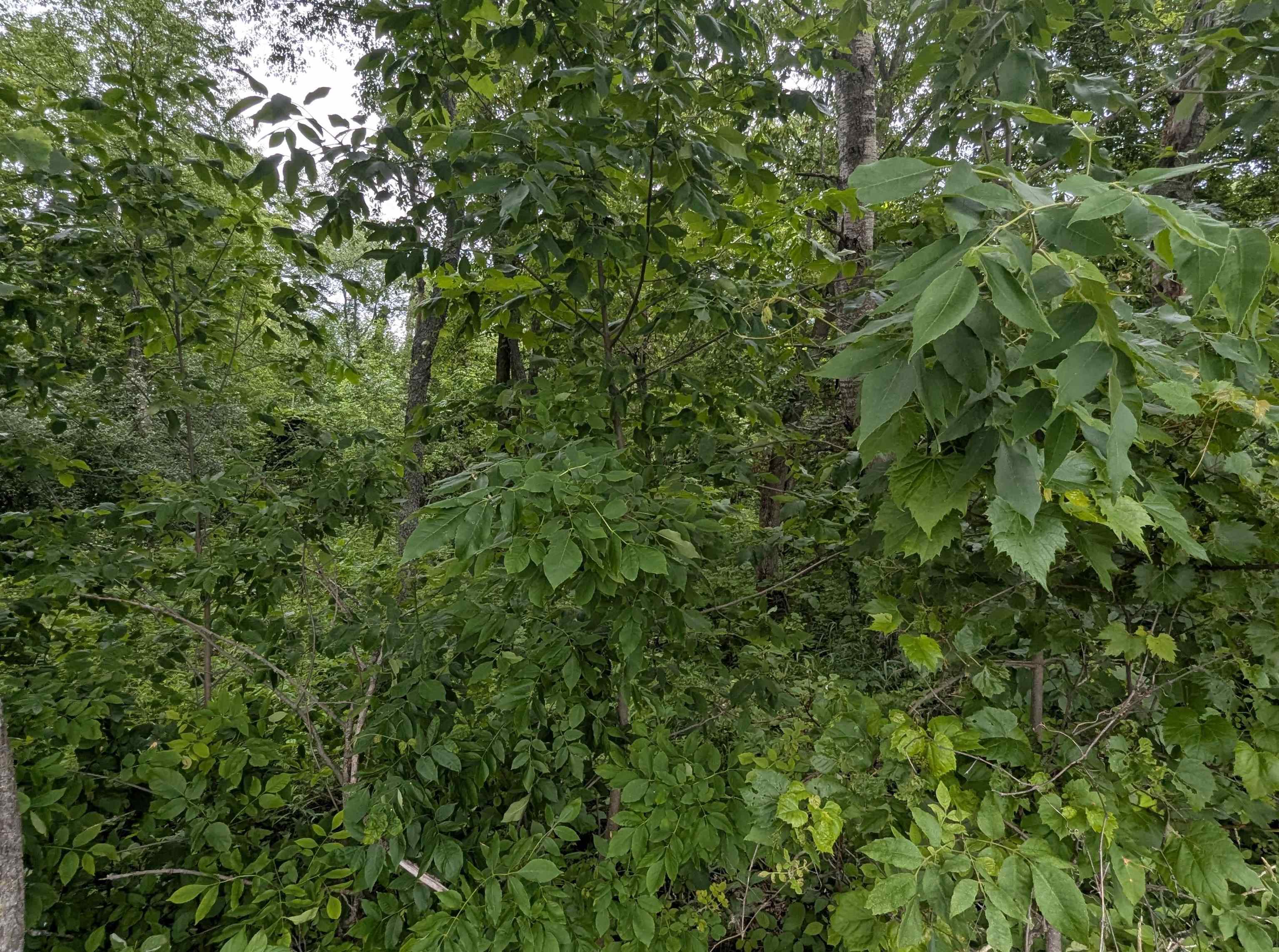 N/a Shenfield Road Turner, MI 48765 - Photo 9 of 15 1947337-f47867ea-0cc4-4a72-9ac1-a5965efc3c69.JPG
