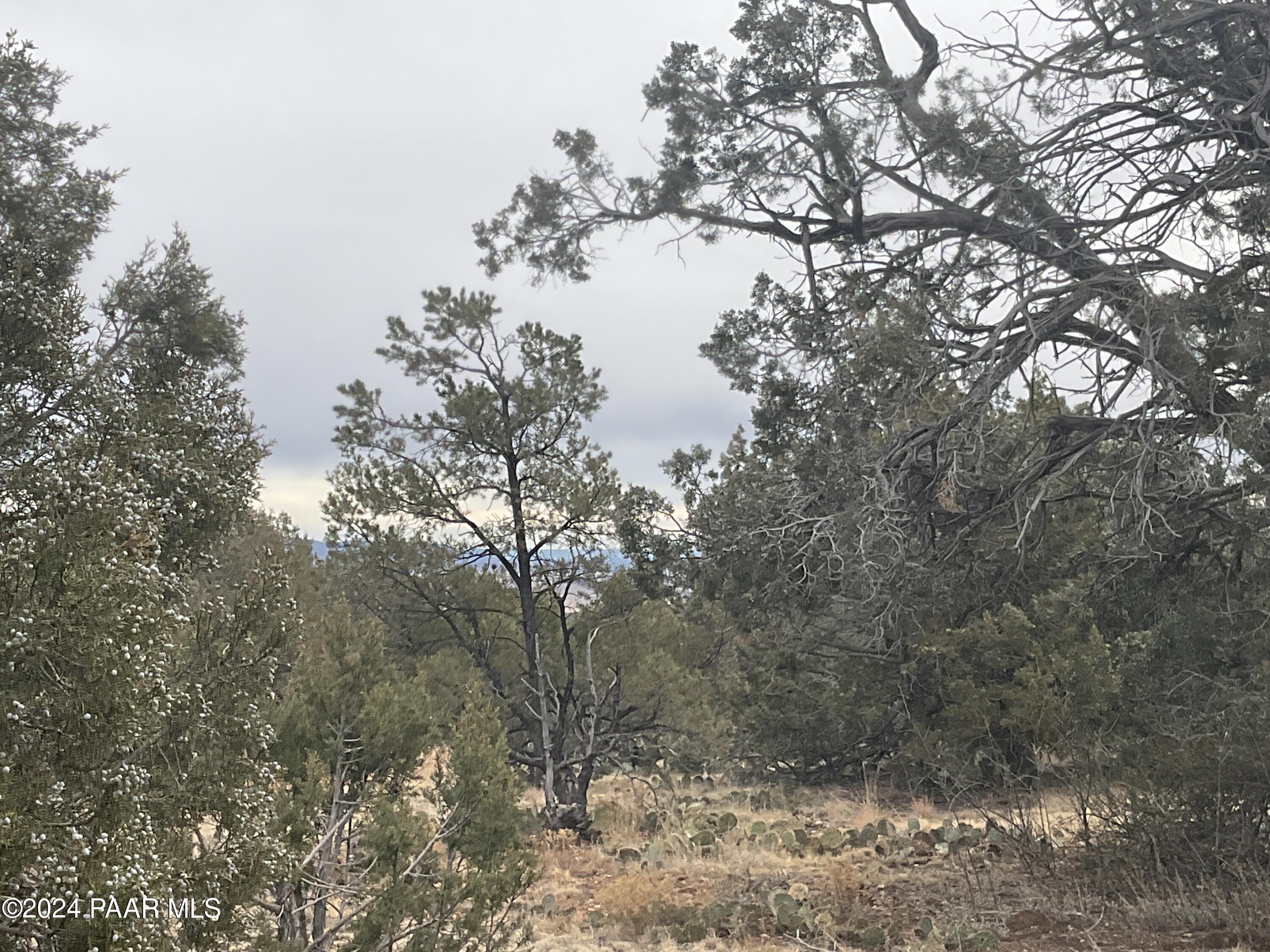 Lot 255 Ridge Runner Road Seligman, AZ 86337 - Photo 5 of 8 IMG_2234