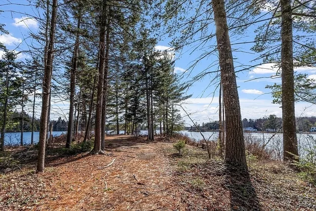 a view of a forest filled with trees