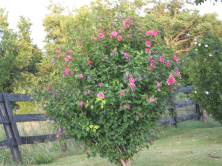 2184 Locust Grove Road Carlisle, KY 40311 - Photo 15 of 46 Photo 15