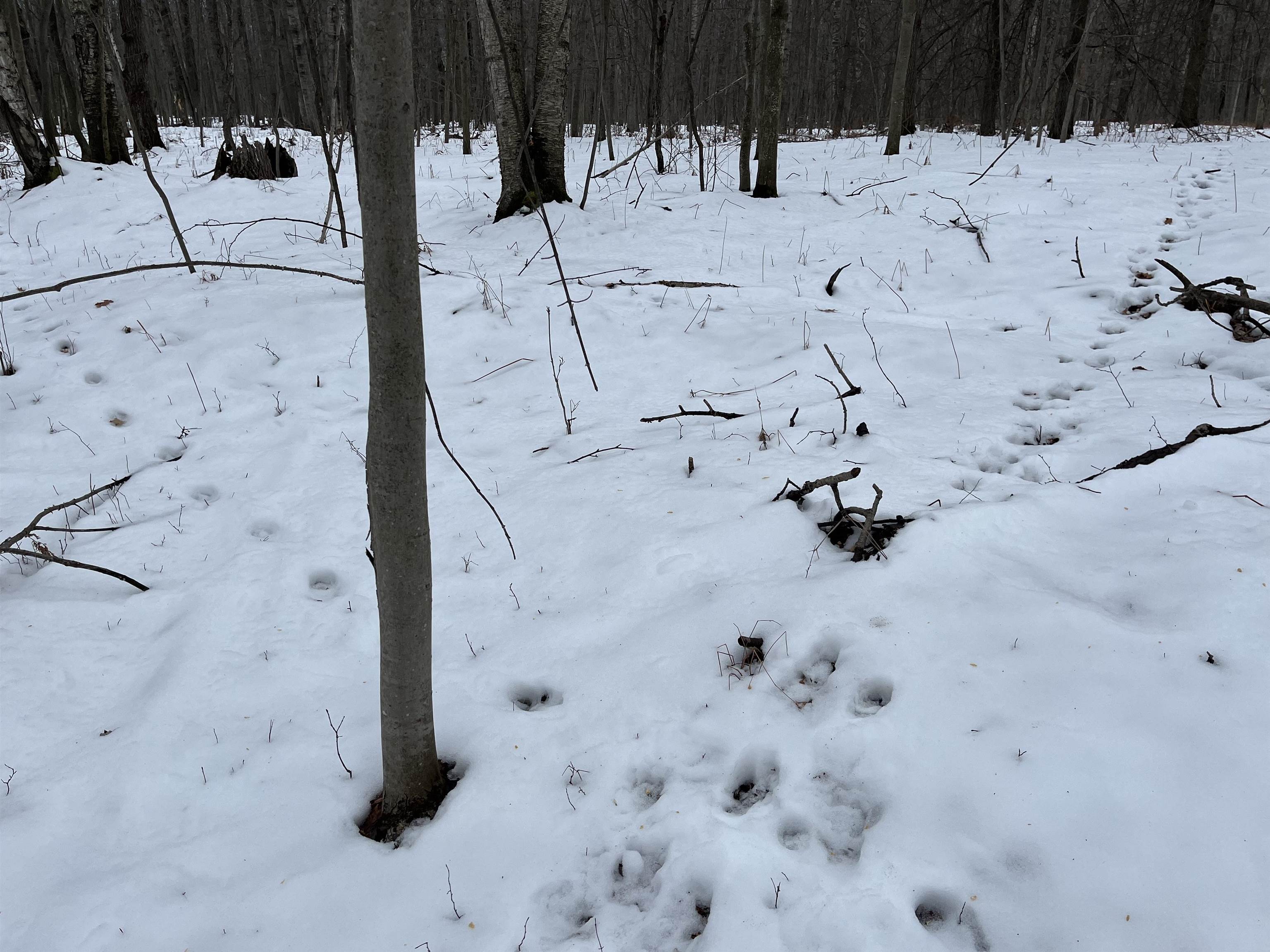 0 South Magruder Road Shepherd, MI 48883 - Photo 7 of 8