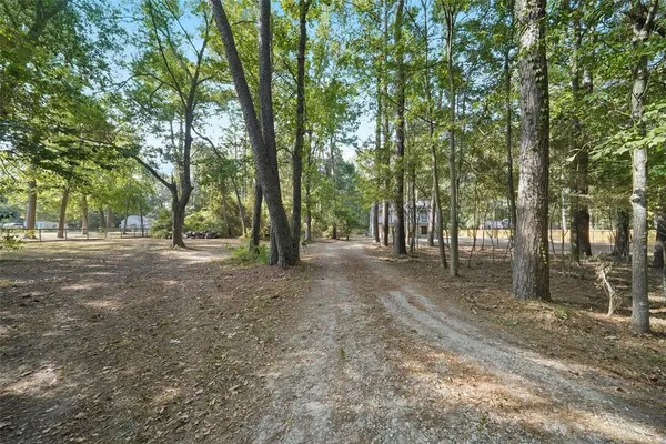 a view of a forest with trees