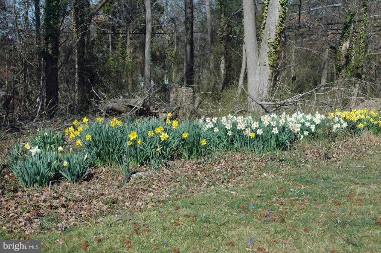 108 Farmington Road West Accokeek, MD 20607 - Photo 3 of 30 a view of backyard with green space