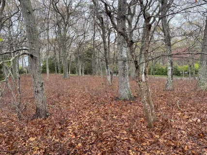 a view of a yard with large trees