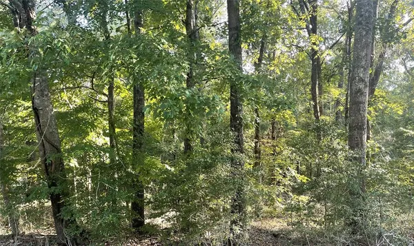 a view of a lush green forest