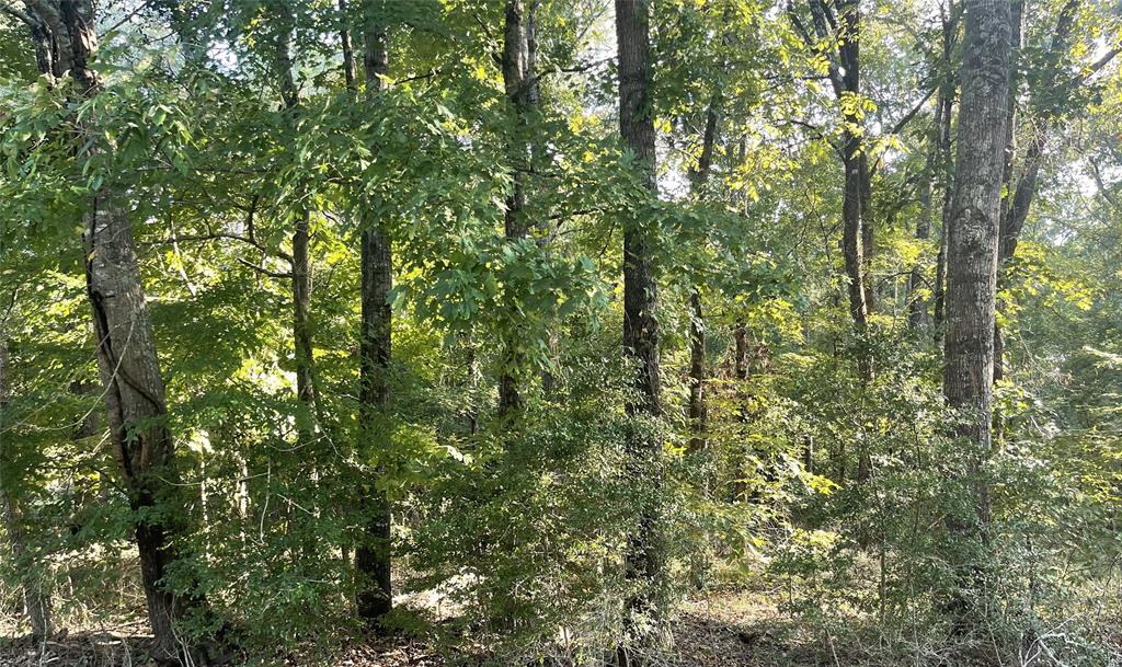 0 Shane Lane Keithville, LA 71047 - Photo 2 of 7 a view of a lush green forest