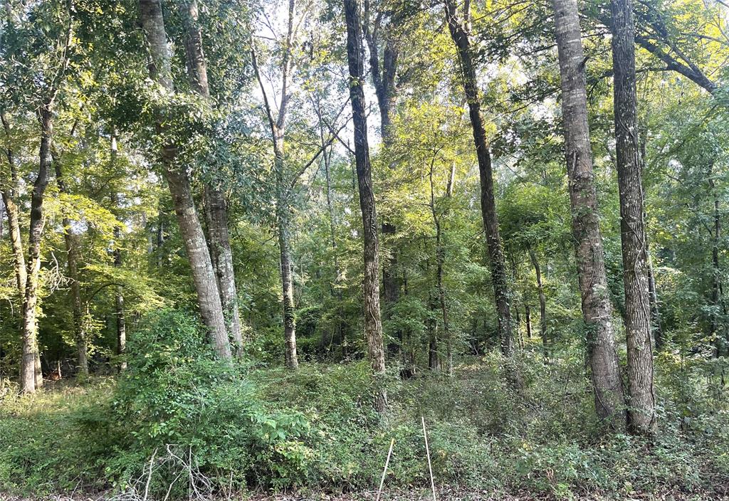 0 Shane Lane Keithville, LA 71047 - Photo 3 of 7 a view of forest